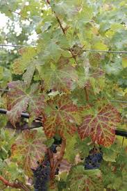 Image result for Grapevine leafroll virus