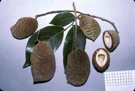 Image result for Crudia