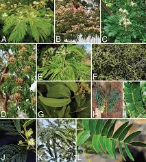 Image result for Albizia glaberrima