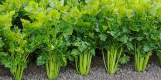 Generally, due to the fact that celery water content is far much higher than most of its other nutrients, celery should be fed moderately to avoid nutrients deficiencies. Can Dogs Eat Celery Is Celery Bad Or Safe Pet Care Advisors