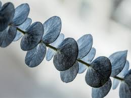 Image result for Eucalyptus