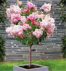 Un atout important pour structurer votre jardin. Arbustes Pour Terrasses Balcons Jacques Briant Plantes En Ligne Pepinieres Jacques Briant