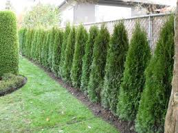Cedar hedges are an affordable way to create a privacy barrier, and is less expensive then a fence. How To Jazz Up Landscape Around Your Chain Link Fence Fence Landscaping Privacy Landscaping Backyard Landscaping