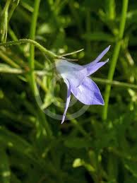 Image result for Wahlenbergia erecta