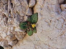 Image result for Lactuca ugandensis