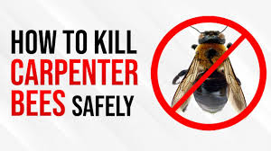 Is the top choice for broward & palm beach counties pest control & extermination. How To Kill Carpenter Bees Safely And Easily Carpenter Bee Trap Youtube
