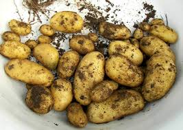 Setzt du die kartoffeln im april, so kommt sie wann sie will. Ab Wann Kann Man Erste Fruhkartoffeln Ernten Etwa Zur Blute Des Krautes Kartoffeln Zupfen