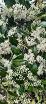 Image result for Psydrax fragrantissima
