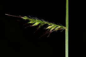 Image result for Oplismenus hirtellus