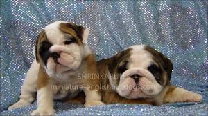 These dogs were mixes of french and english bulldogs and weighed about 20 pounds. Miniature English Bulldogs And French Bulldogs Available For Sale