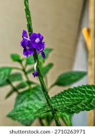 Image result for Stachytarpheta urticifolia