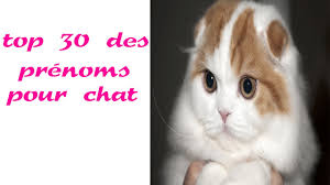 L'originalité est à l'ordre du jour. Top 30 Des Prenoms Pour Chat Youtube