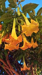 Dal giardino al piatto i fiori eduli da usare in cucina agrodolce / l'arancio è un albero dalle f. Fiori Profumatissimi Picture Of Hotel Germani Varazze Tripadvisor