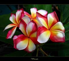 Pin On Beauty Flowers