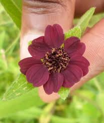 Image result for Aspilia kotschyi