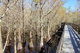 We did not find results for: A Guide To The Six Mile Cypress Slough Preserve In Ft Myers Florida That Was A First