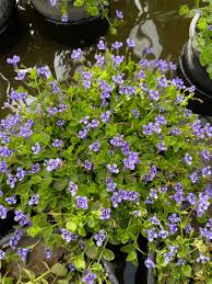 Image result for Lindernia monroi