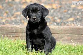 Your puppy will be ready to please you. Pin On Puppy Love