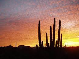 Altogether 26 species inhabit the monument, including the saguaro and, of course, the large. Organ Pipe Cactus National Monument