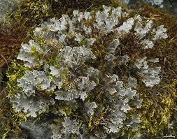 Image result for Landolphia rufescens