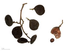 Image result for Dialium holtzii