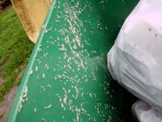 Another way to get rid of them is to use chlorine. Pin On Outdoors