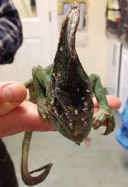 By a black star when that communion was. Careless Keeper Dumps Pet Chameleon In Garden Bin Nature News Express Co Uk