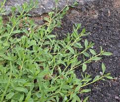Image result for Polygonum aviculare