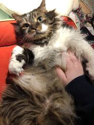 In fact, it's the second most common reason for a visit to a behaviorist. Pin On Meow Time