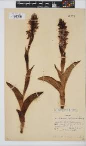 Image result for Satyrium buchananii