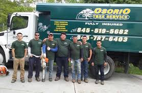 Osorio Tree Service Tree Removal Crane Services Lagrangeville Poughkeepsie Ny