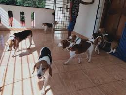 We did not find results for: No Home For Pharma Lab Rescued Beagles In Hyderabad