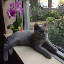 Www Silverbrookcattery Com British Shorthair Kittens Kittens For Sale Cats For Sale Cat Kitten Kitten Adoption Availa Kitten Adoption Cats Cat Adoption