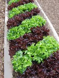 Lettuce Edible Landscape Stardom Edible Landscaping Edible Garden Veggie Garden