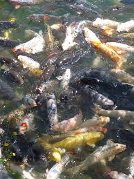 Stars, passion fruit, angel fish, swimming in a waterfall, pink coral,…» Swimming Upstream To Become A Dragon The Japan Times