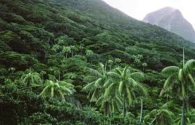 Image result for Howea