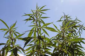 Hay muchas teorías que puedes escuchar en la calle sobre el número de plantas de marihuana que se pueden tener legalmente en casa en españa, pero la. Cuantas Plantas De Marihuana Se Pueden Tener Florprohibida