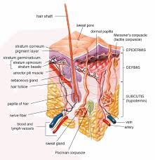 I try to convince her that i do (sometimes twice a how can you get rid of ingrown hairs from waxing? Banishing Ingrown Hairs With Glycolic Acid Coast Southwest