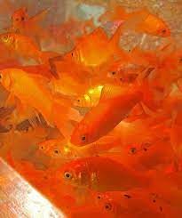 Maybe you would like to learn more about one of these? Living In A Fish Bowl Orange Aesthetic Orange Aesthetics Orange Wallpaper