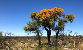 Image result for Agelanthus natalitius