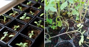 Image result for tomato seedling damping off