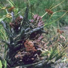 Image result for Crassula maputensis