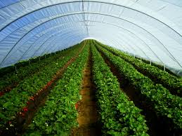 They weaken the crop and put it under more stress. Greenhouse Disease Pest Management Advancing Alternatives