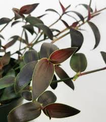 Image result for Gibasis