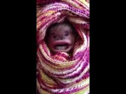 #azab #anakdurhaka #kutukananakdurhaka dulu beredar kabar ada seorang anak yang dikutuk oleh ibunya lantaran. Manusia Di Kutuk Jadi Monyet By