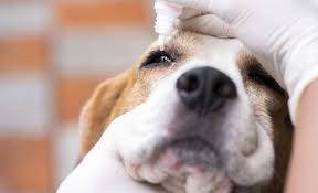 We did not find results for: 4 Best Dog Safe Eye Drops Dog Eye First Aid Tips