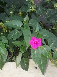 Image result for Nyctaginaceae