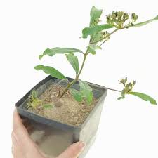 Image result for Raphionacme madiensis