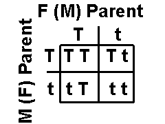 Mendels Experiments