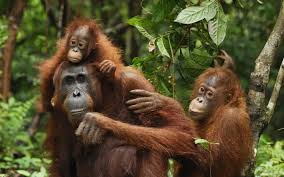 images?q=tbn:ANd9GcT0tutTjB3cWEe9hTaPrp7